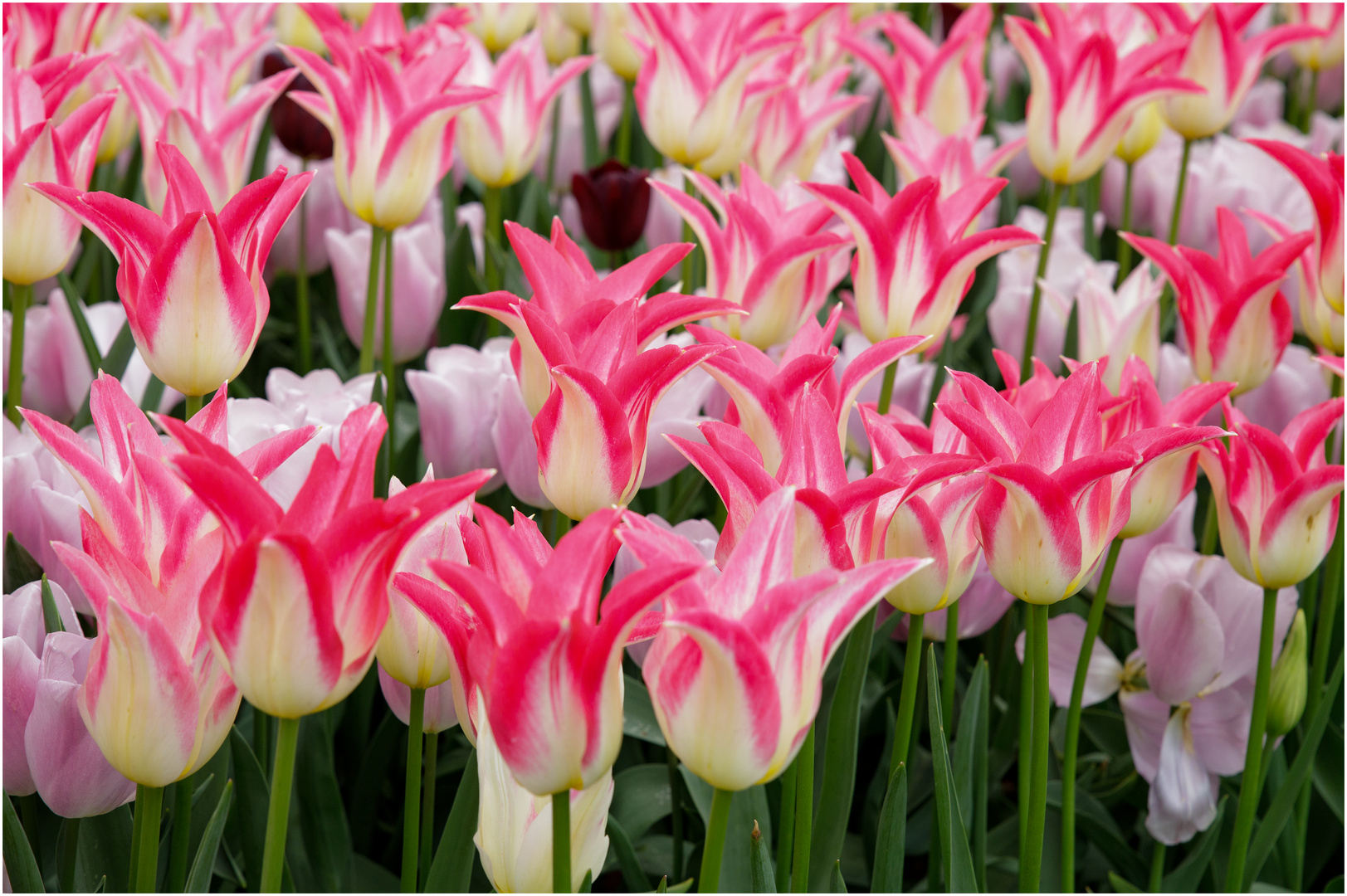 Mittwochs-Tulpen