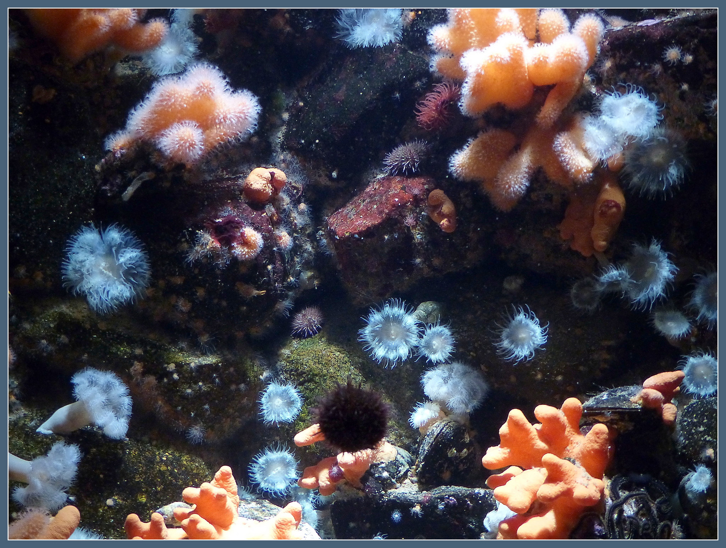 Mittwochs-Unterwasser-Blümchen