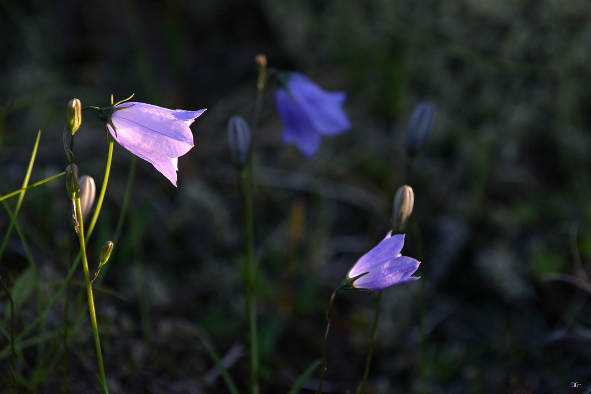 Mittwochsabendblümchen