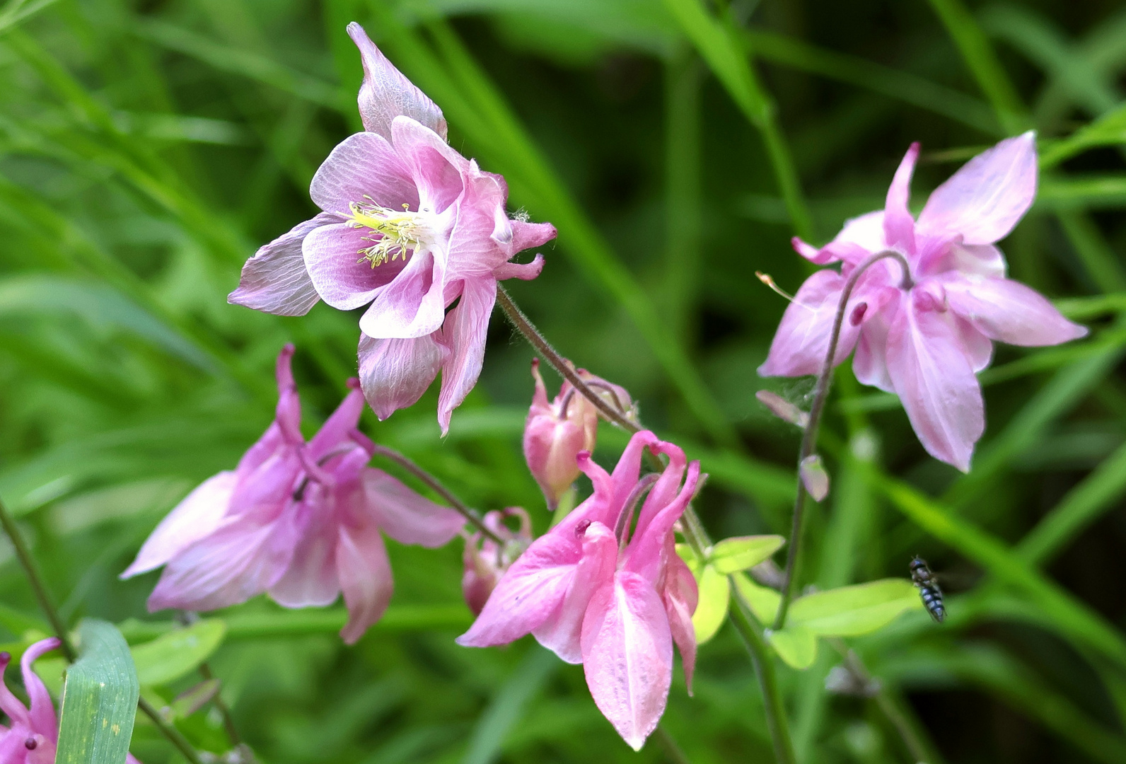 Mittwochsakeleiblümchen