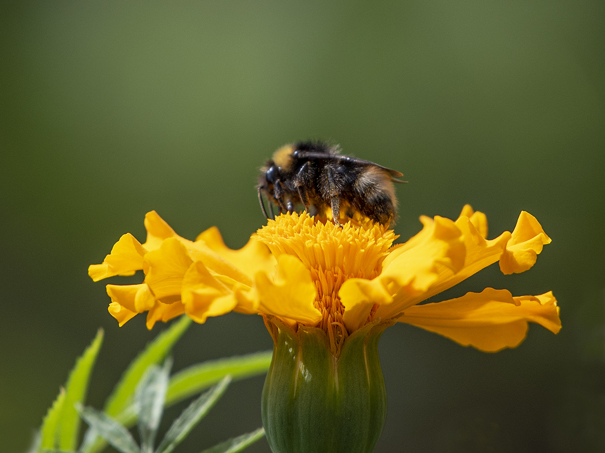 Mittwochsbienchen auf Mittwochsblümchen