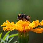 Mittwochsbienchen auf Mittwochsblümchen