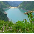 Mittwochsblömchen am Wasserfallboden Stausee