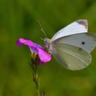 Mittwochsblüchen mit Kleinem Kohlweißling