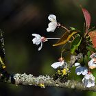 Mittwochsblümchen