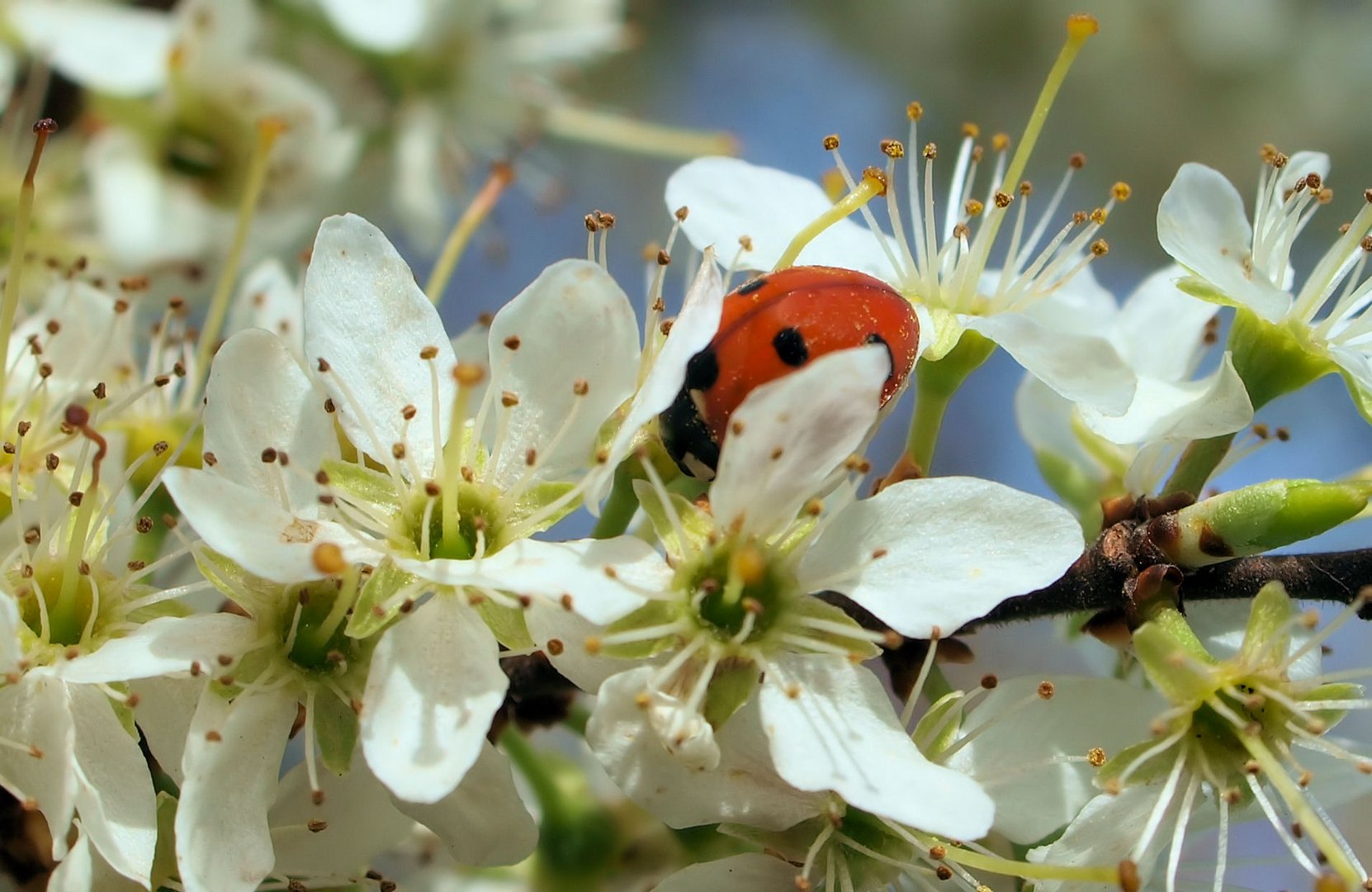 Mittwochsblümchen ...