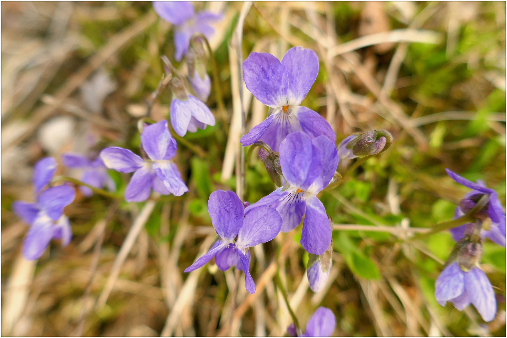 Mittwochsblümchen 06.03.24