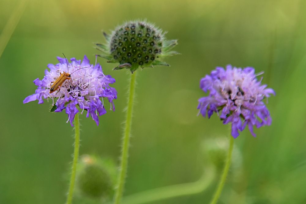 Mittwochsblümchen 06.07.2022