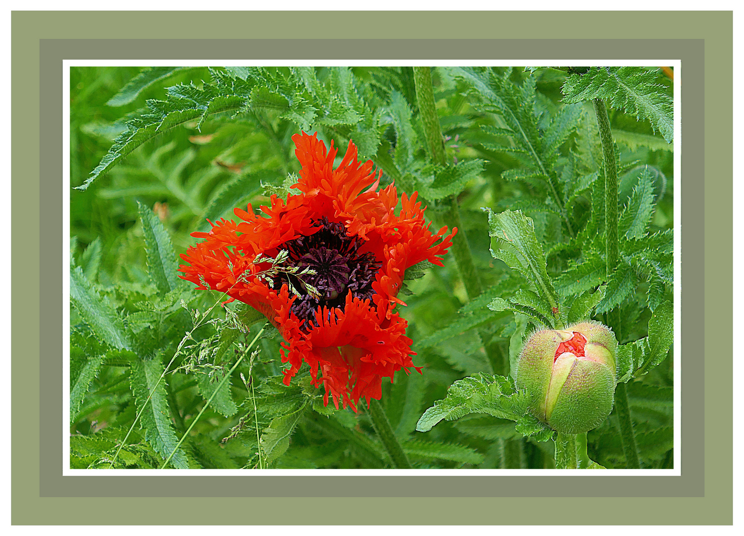 Mittwochsblümchen 07.06.23