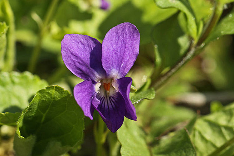 Mittwochsblümchen