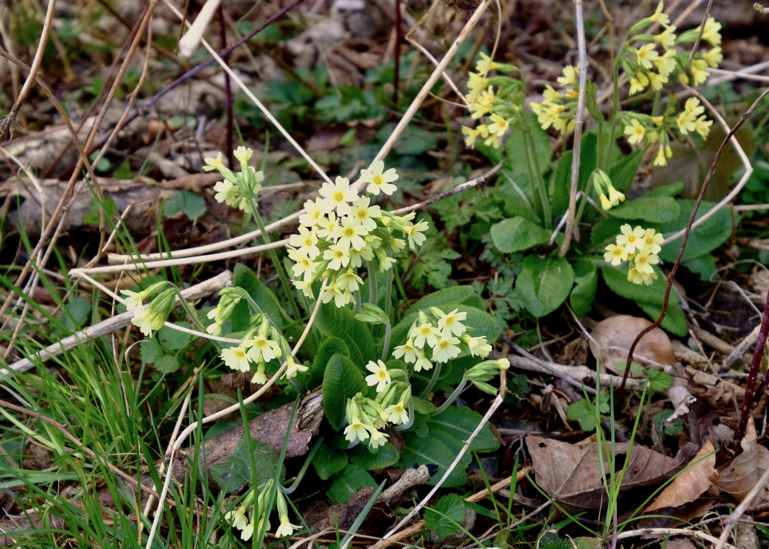 Mittwochsblümchen