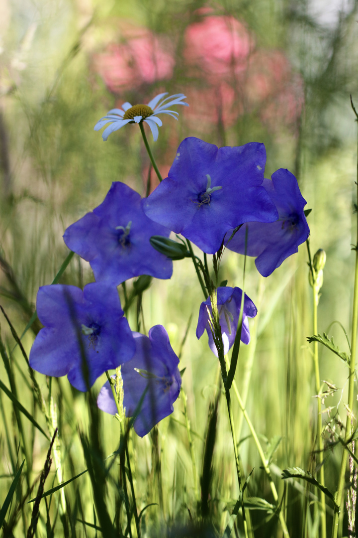 Mittwochsblümchen 08.07.2020