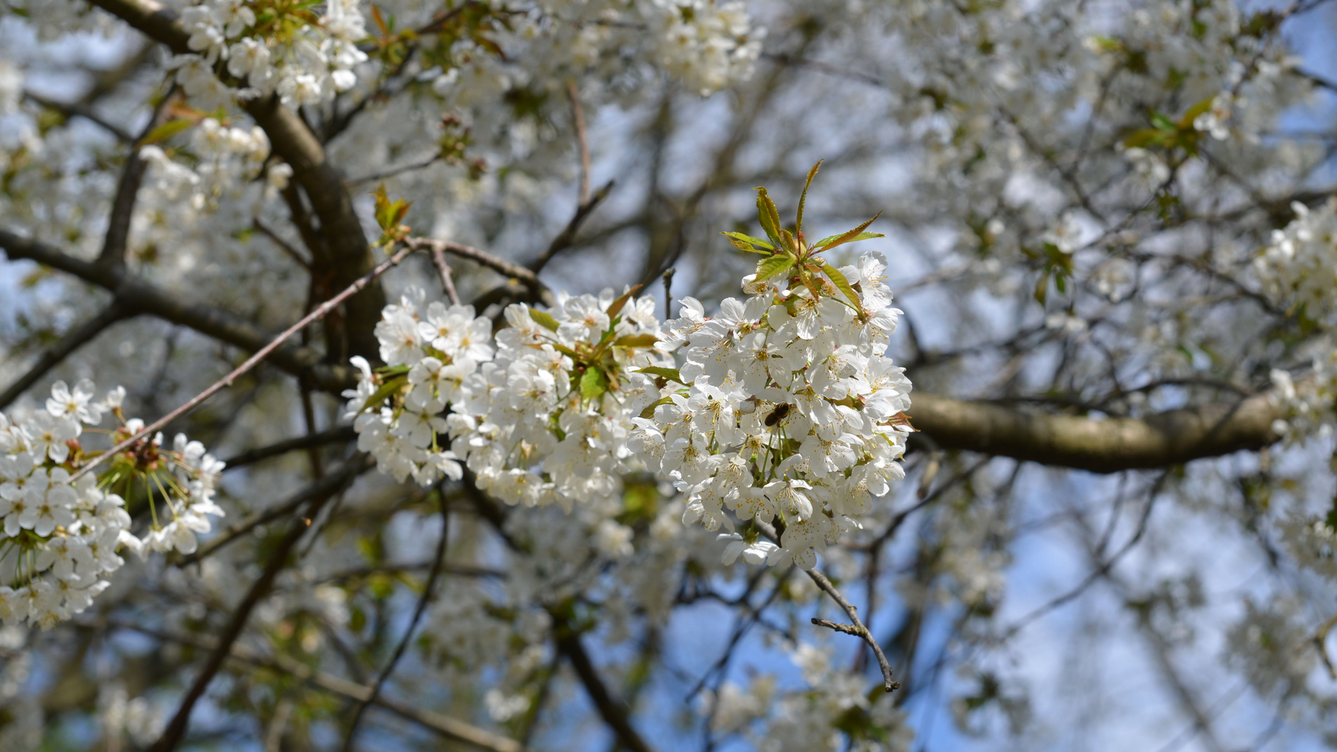 Mittwochsblümchen