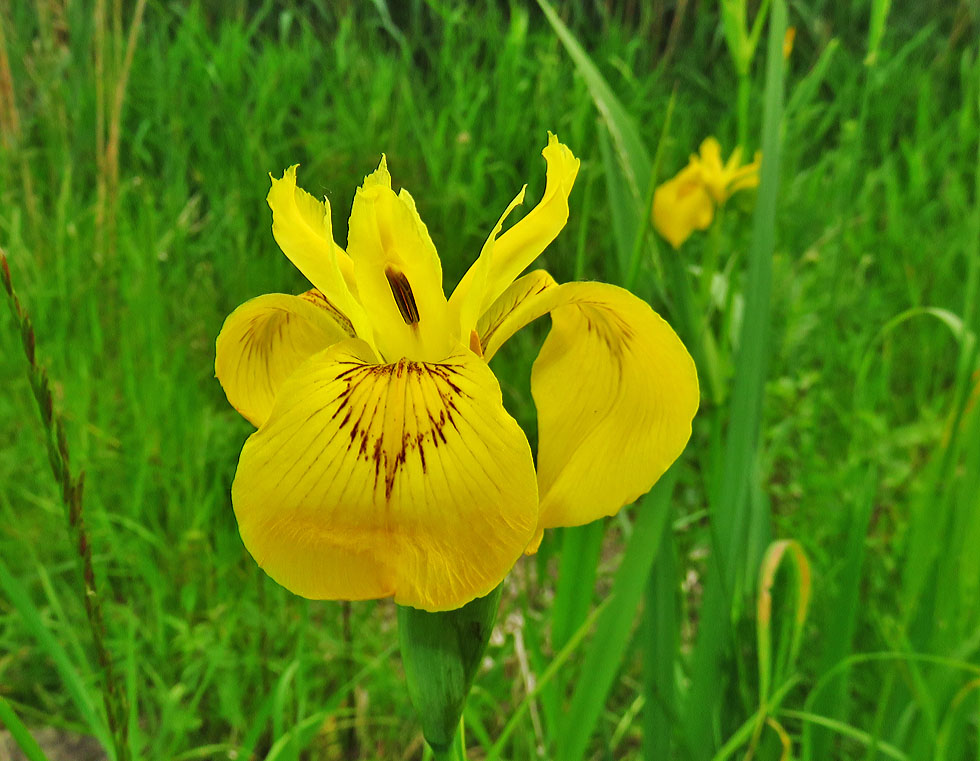 Mittwochsblümchen...