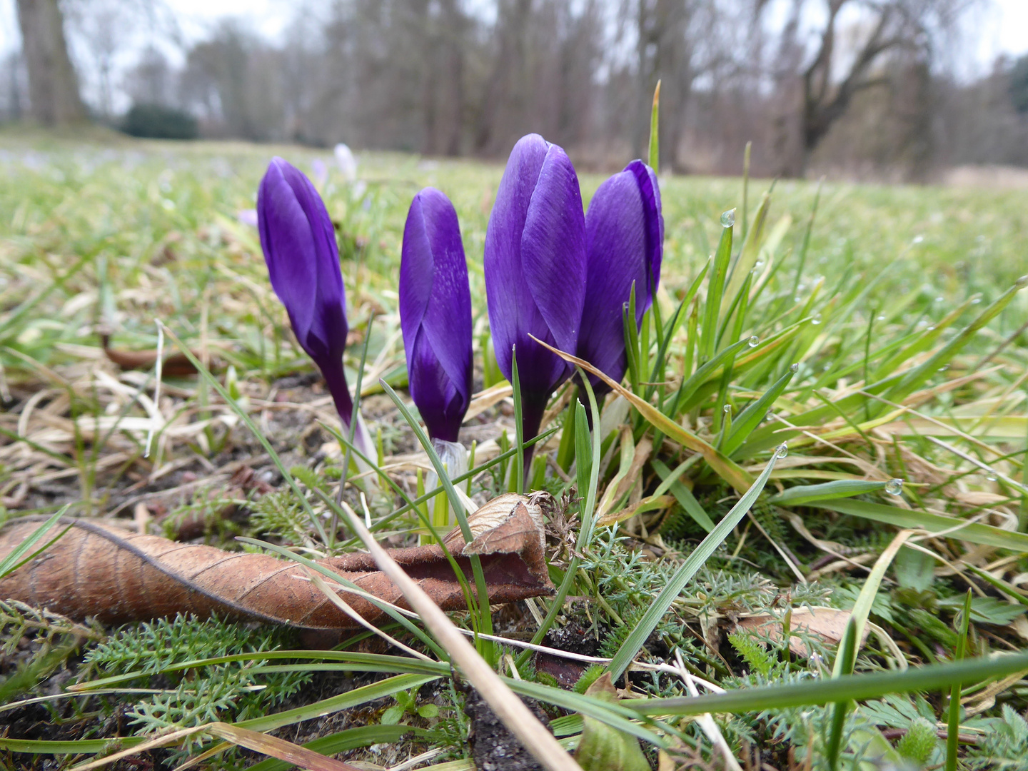 Mittwochsblümchen