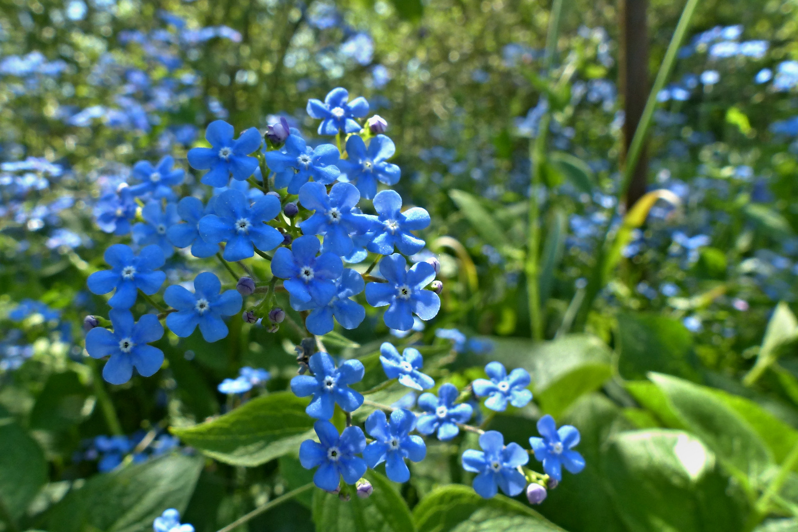 Mittwochsblümchen