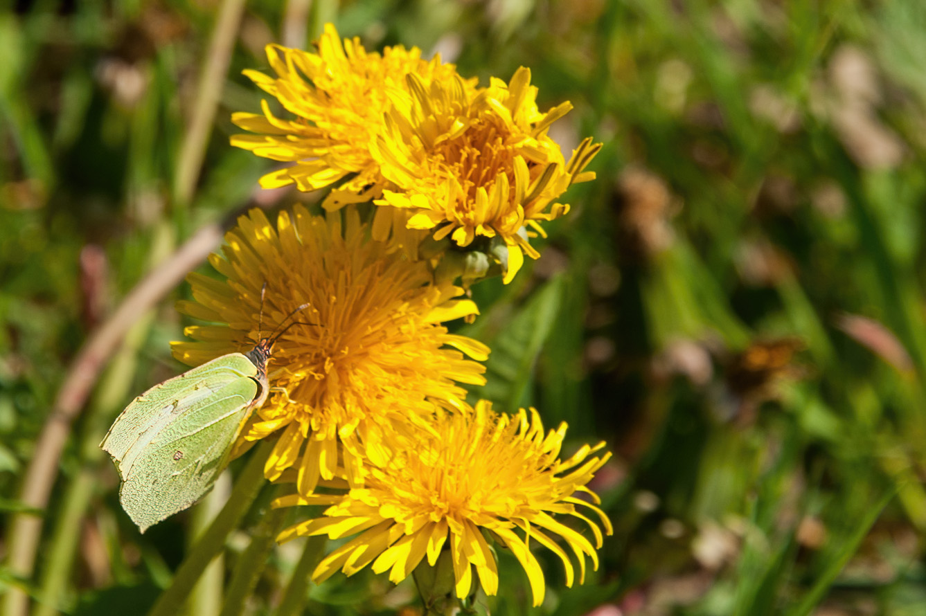 Mittwochsblümchen