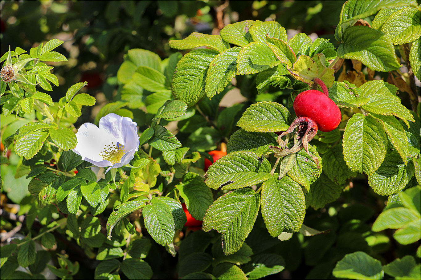 Mittwochsblümchen