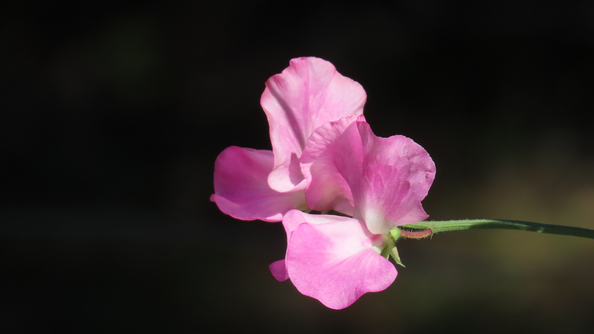 Mittwochsblümchen............