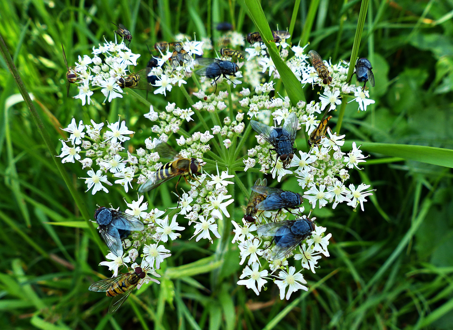 Mittwochsblümchen