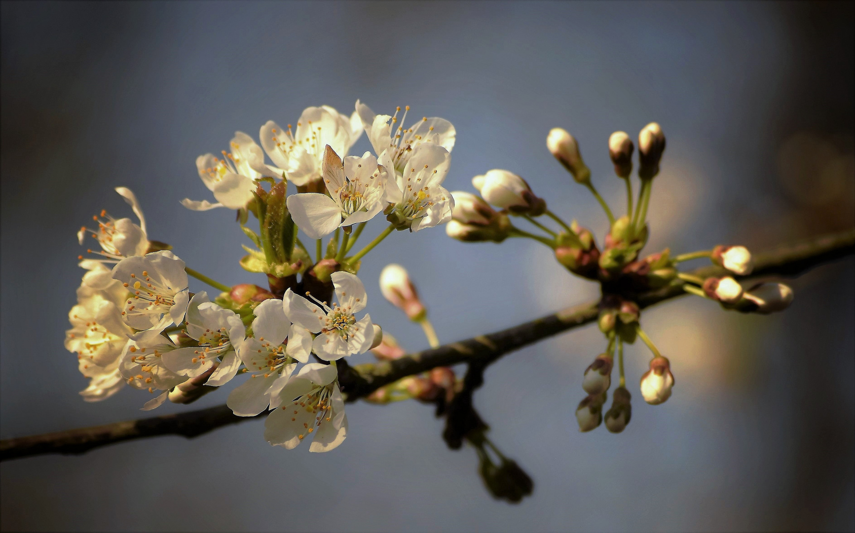 Mittwochsblümchen