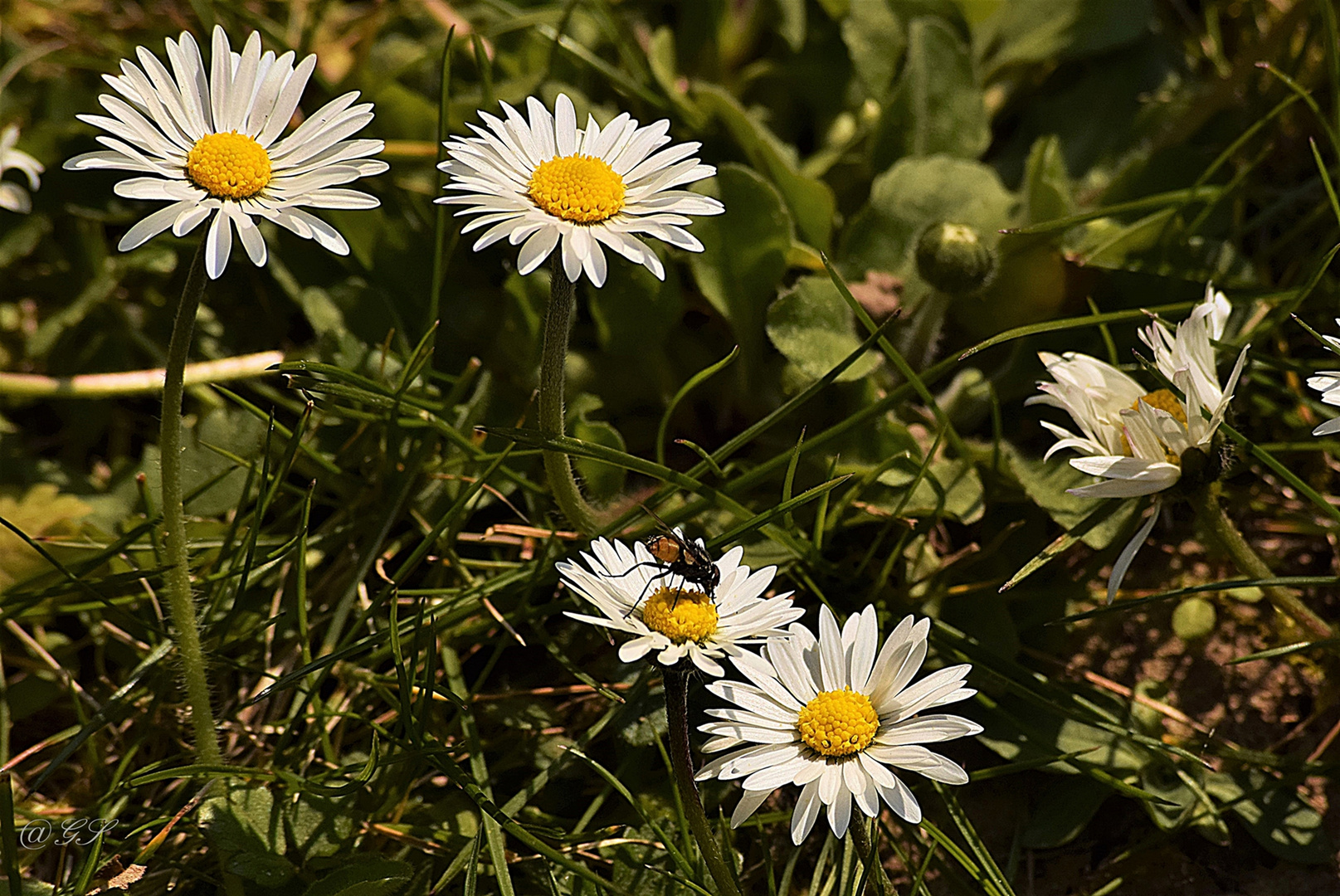 Mittwochsblümchen