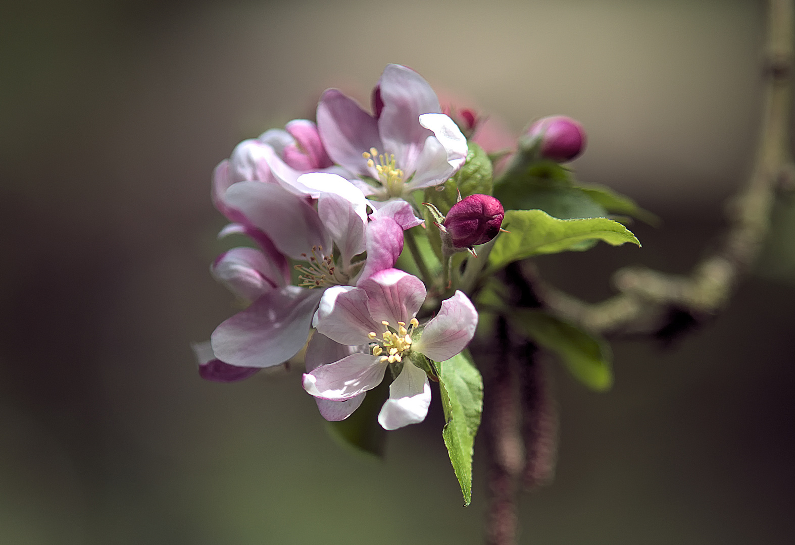 Mittwochsblümchen