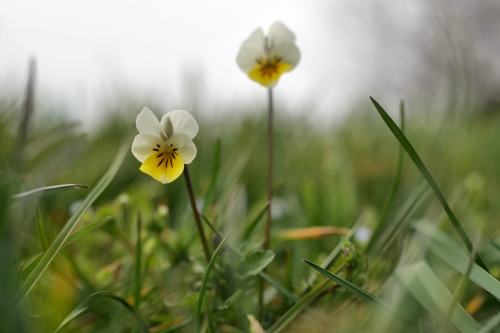 Mittwochsblümchen