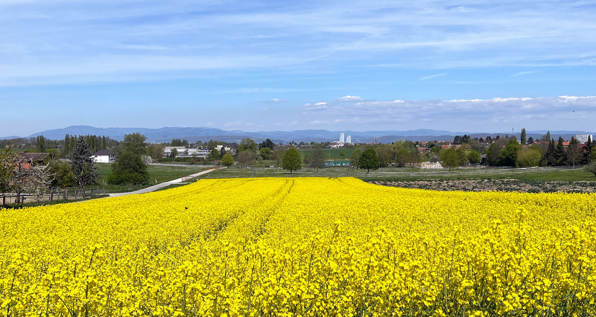 Mittwochsblümchen 