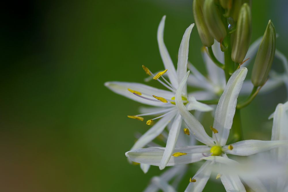 Mittwochsblümchen