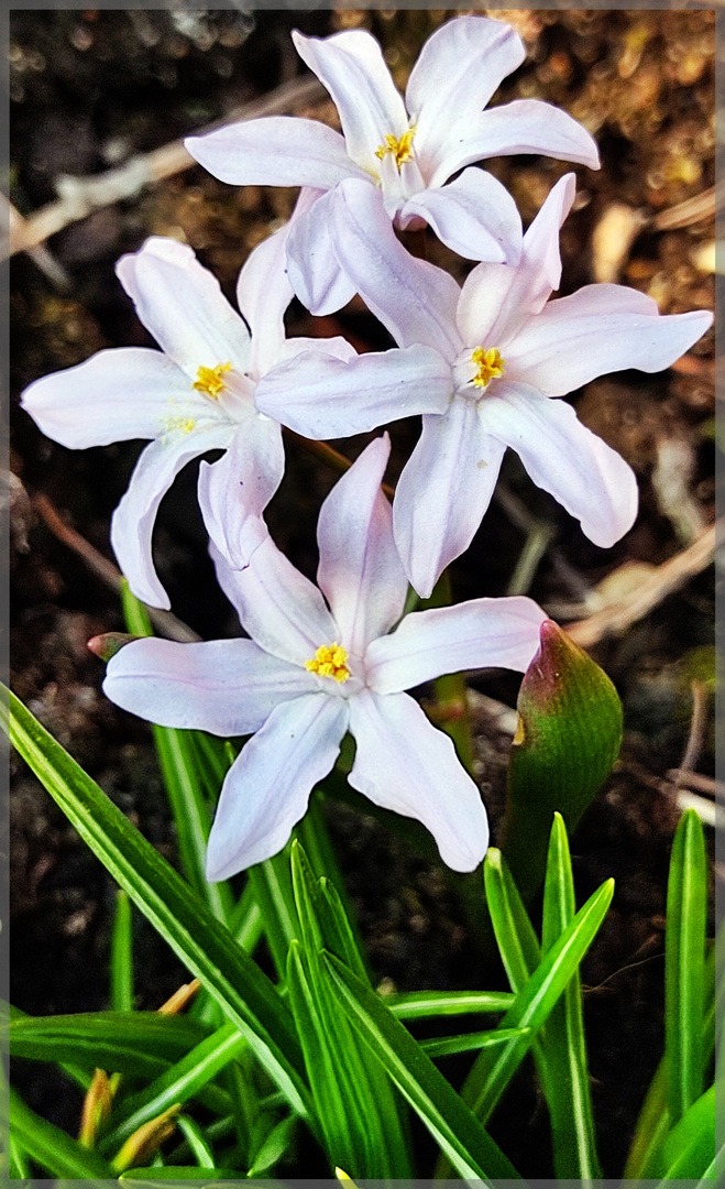 Mittwochsblümchen ....