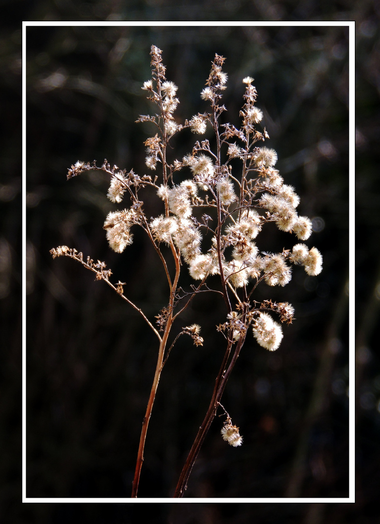 Mittwochsblümchen 2016-1 "Winterblüte"