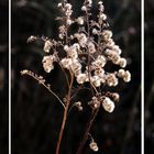 Mittwochsblümchen 2016-1 "Winterblüte"