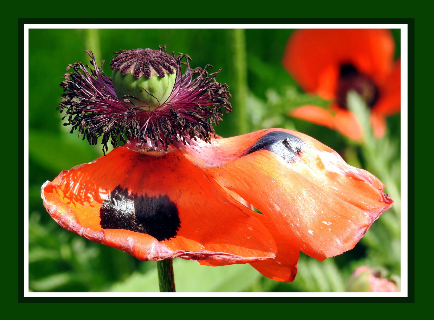 Mittwochsblümchen 2016-17 "Mohnblüte - schon fast vorbei" 