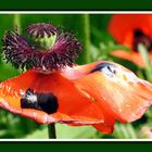 Mittwochsblümchen 2016-17 "Mohnblüte - schon fast vorbei" 