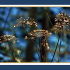 Mittwochsblümchen 2016-4 "Winter-Blüten-Dolden"