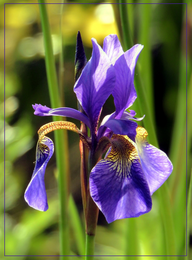 Mittwochsblümchen 2017-16 "Iris - so schön blau..."