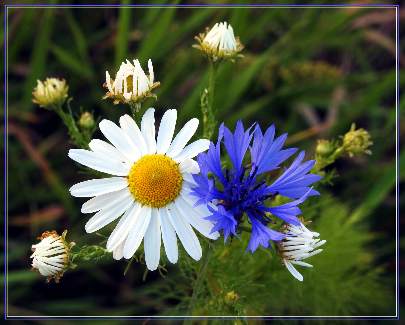 Mittwochsblümchen 2017-18 "Kornblumen-Margarite - weiss-blau wie der MSV..."