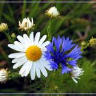 Mittwochsblümchen 2017-18 "Kornblumen-Margarite - weiss-blau wie der MSV..."