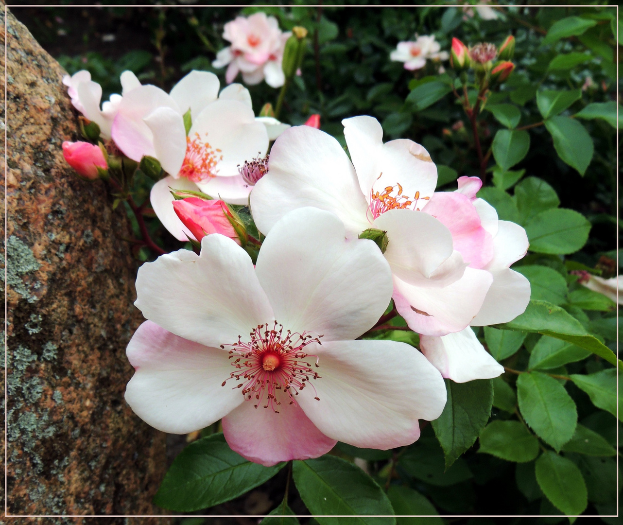 Mittwochsblümchen 2017-25 "Pfarrgartenrose - besonders heilig ?"