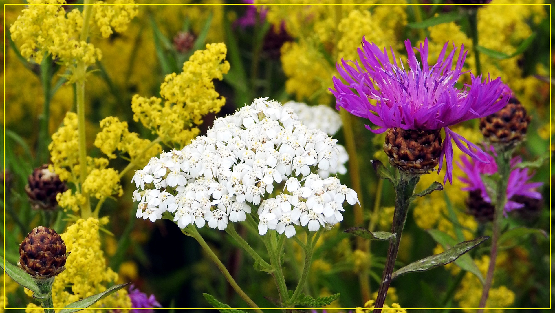 Mittwochsblümchen 2017-26 "Sommerblüten - von einer Blumenwiese..."