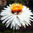 Mittwochsblümchen 2017-31 "Blüte mit Krönchen - kein leeres Stroh..."