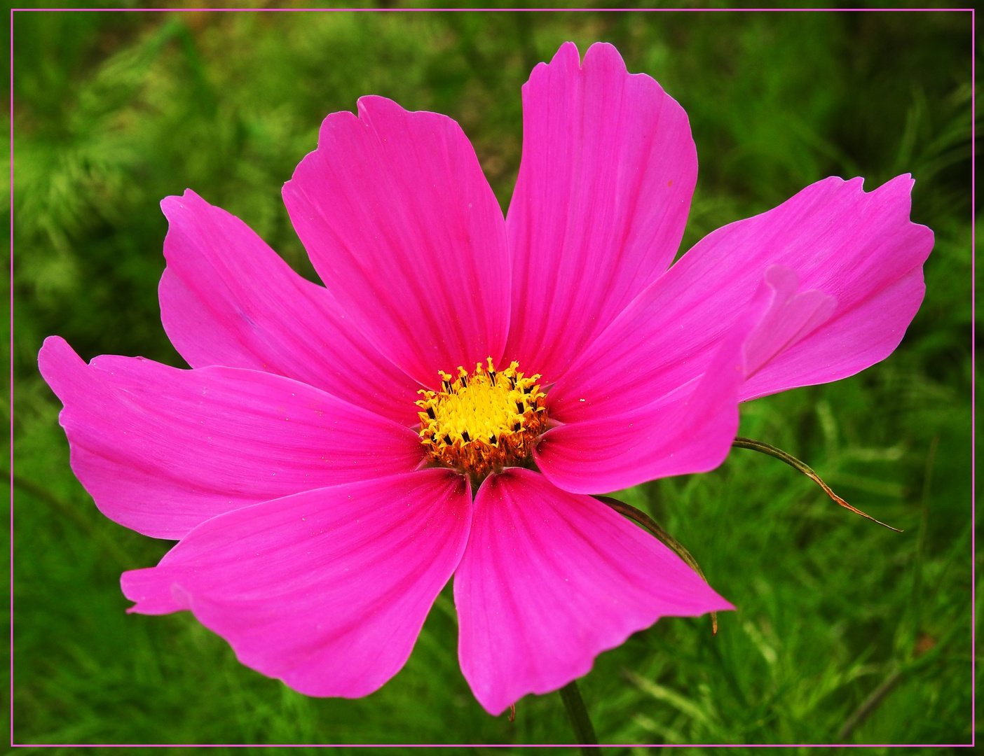 Mittwochsblümchen 2017-33 "Pink, Pinker, am Pinkesten..."