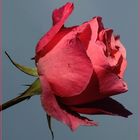 Mittwochsblümchen 2017-34 "Rosenblüte - dem Himmel entgegen..."