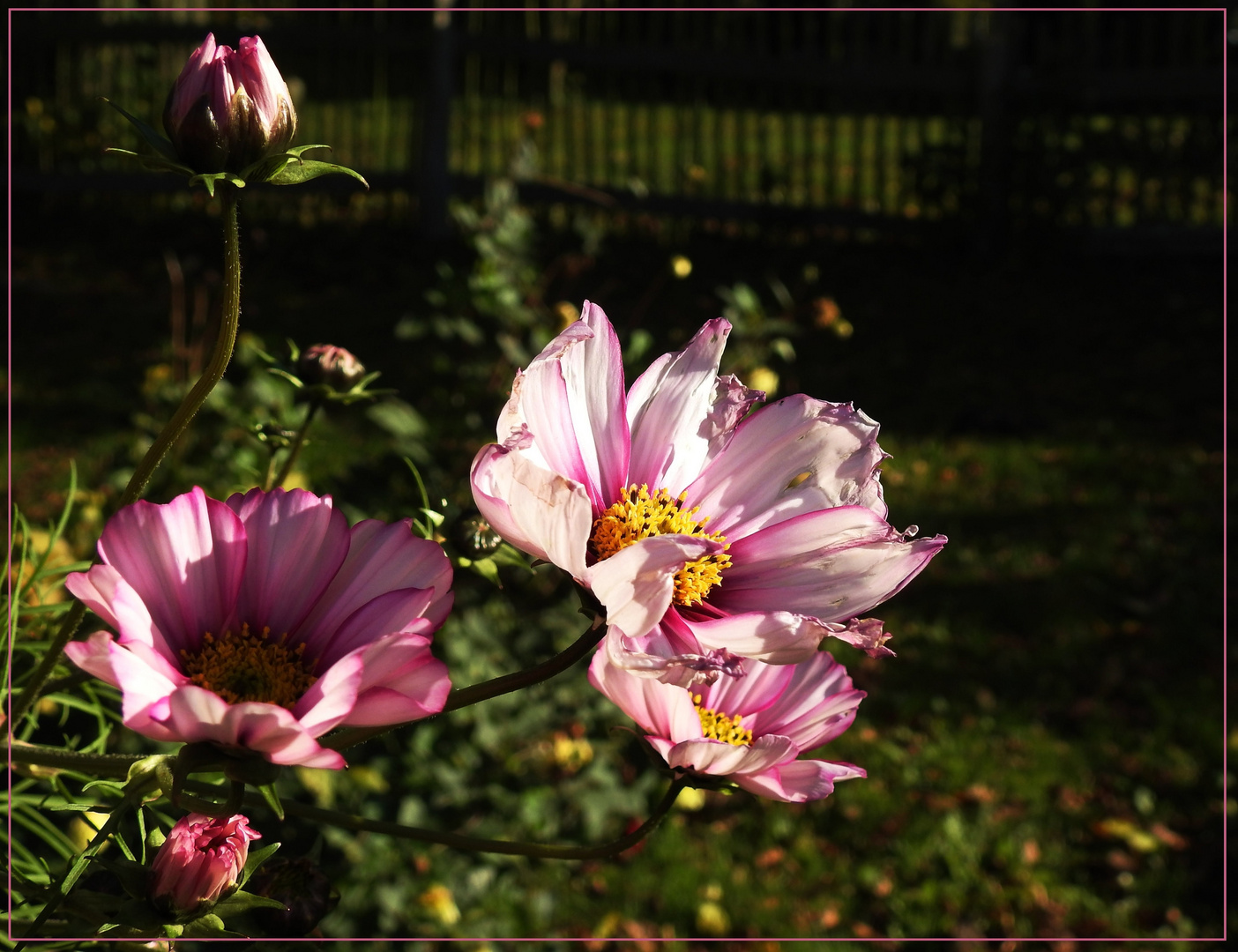 Mittwochsblümchen 2017-37 "Cosmea - ganz heilig..." 