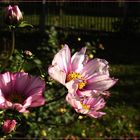 Mittwochsblümchen 2017-37 "Cosmea - ganz heilig..." 