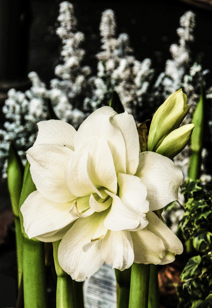 Mittwochsblümchen 2017-42 "Das Letzte des Jahres - eine Winter-Amaryllis..."