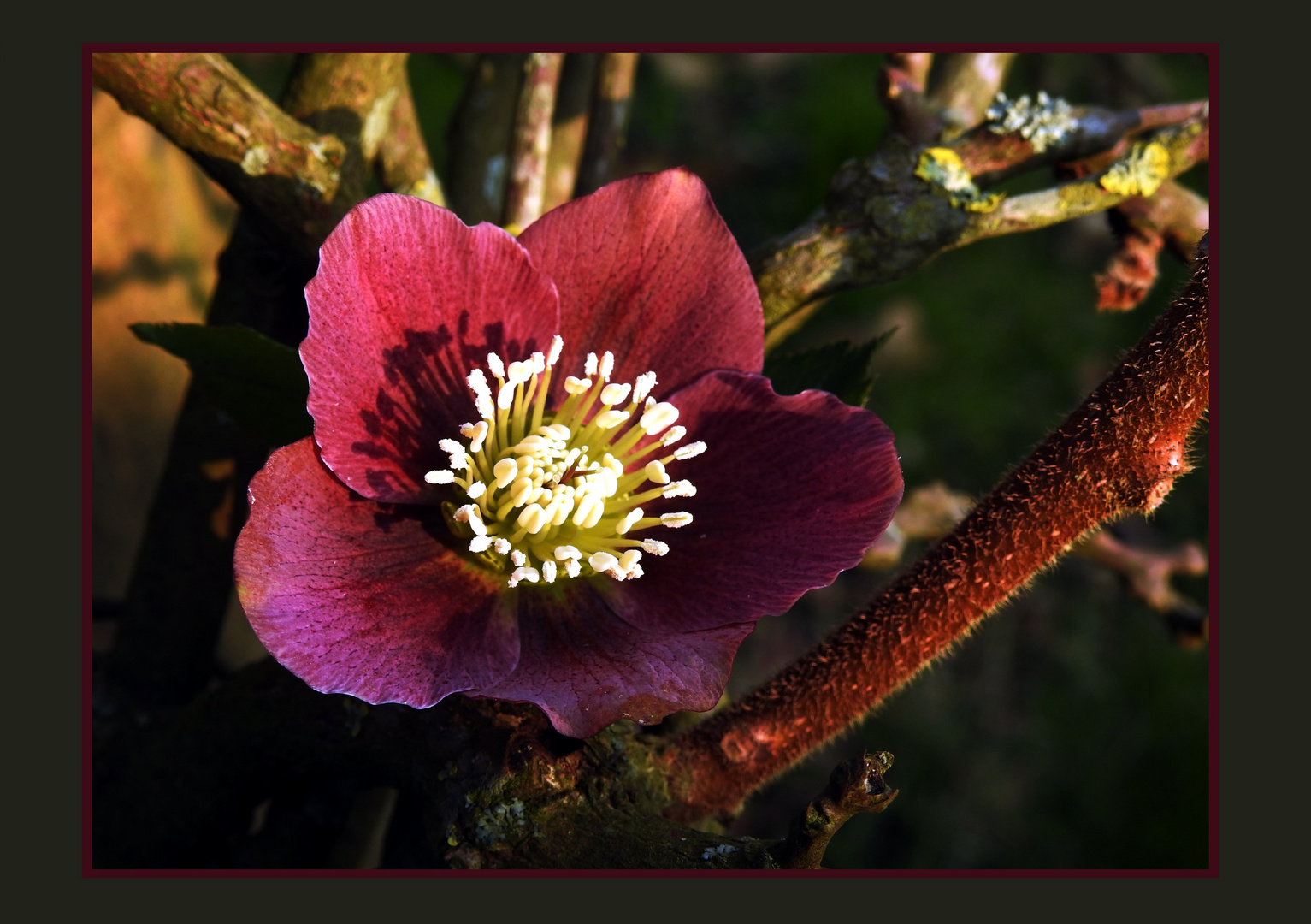 Mittwochsblümchen 2017-8 "Christrose - von vor 1 Jahr..."