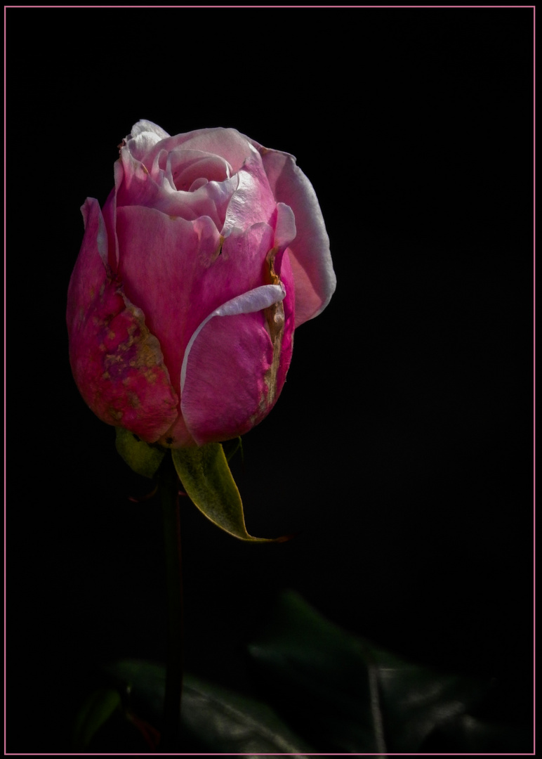 Mittwochsblümchen 2018-1 "Aus beiden Jahren - eine Neujahrs-Rose..."