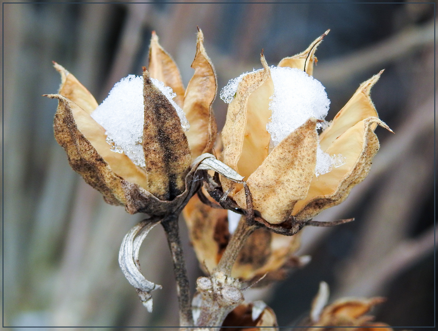 Mittwochsblümchen 2018-10 "Schnee-Blüten - eine besondere Sorte..."